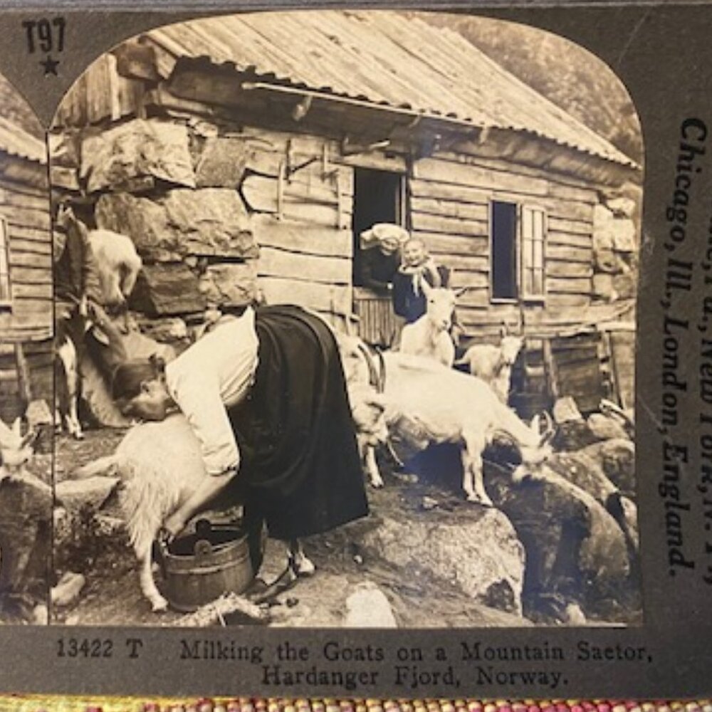 Vintage Keystone Stereoview Card Hardanger Fjord Norway Milking the Goats